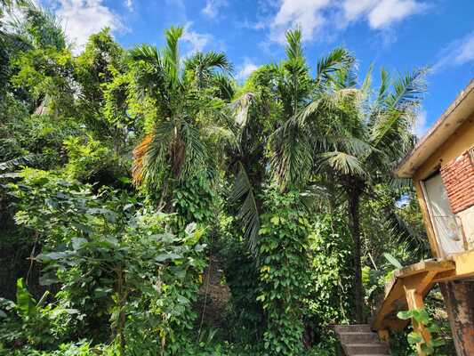 Finca en Centro De La Ciudad, San Cristóbal en Centro De La Ciudad, San Cristóbal - Imagen 2