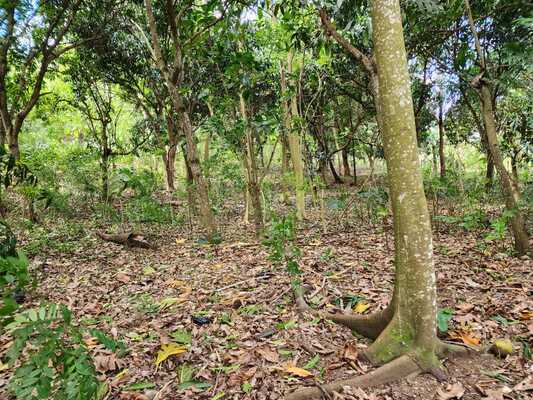 Finca en Centro De La Ciudad, San Cristóbal en Centro De La Ciudad, San Cristóbal - Imagen 7