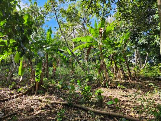Finca en Centro De La Ciudad, San Cristóbal en Centro De La Ciudad, San Cristóbal - Imagen 3