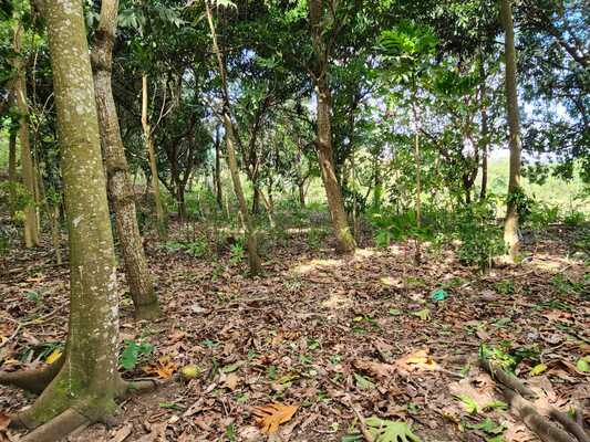 Finca en Centro De La Ciudad, San Cristóbal en Centro De La Ciudad, San Cristóbal - Imagen 4