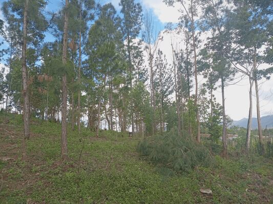 Finca en Los Mogotes, Villa Altagracia de 11851 mts² - Imagen 1