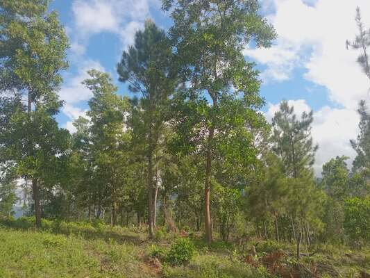 Finca en Los Mogotes, Villa Altagracia de 11851 mts² - Imagen 7