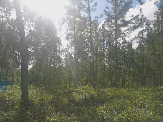 Finca en Los Mogotes, Villa Altagracia de 11851 mts² - Imagen 3