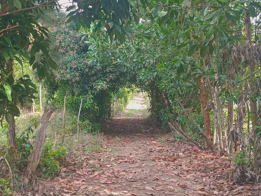 Finca en Los Mogotes, Villa Altagracia de 11851 mts² - Imagen 5