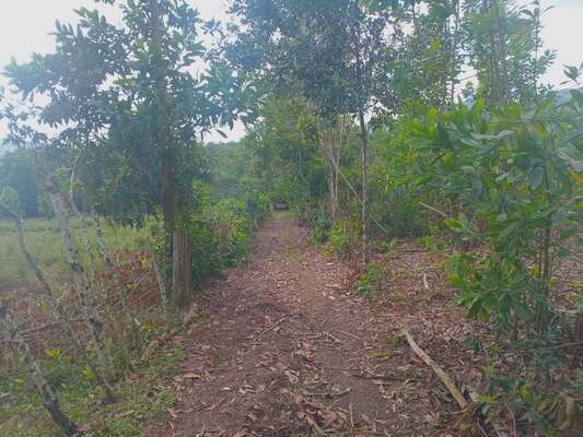 Finca en Los Mogotes, Villa Altagracia de 11851 mts² - Imagen 6