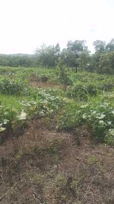 Finca en Don Juan O Centro Del Pueblo, Monte Plata de 25 tareas - Imagen 2