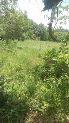 Finca en El Laurel, Monte Plata de 12 tareas - Imagen 1