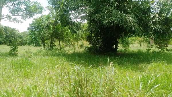 Finca en El Laurel, Monte Plata de 12 tareas - Imagen 2