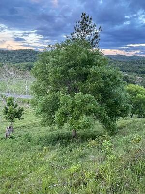 Finca en Amaceyes, Sabana Grande De Boyá de 1500 mts² - Imagen 2
