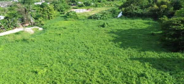 Terreno en Batey Palamara, Pedro Brand de 12000 mts² - Imagen 4