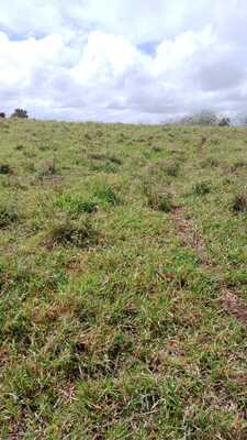 Finca en autovía carretera de Samaná, Monte Plata de 26412 mts² - Imagen 5
