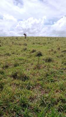 Finca en autovía carretera de Samaná, Monte Plata de 26412 mts² - Imagen 6