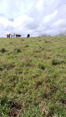 Finca en autovía carretera de Samaná, Monte Plata de 26412 mts² - Imagen 7