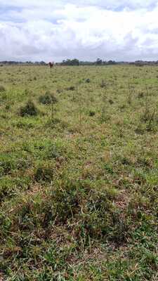 Finca en autovía carretera de Samaná, Monte Plata de 26412 mts² - Imagen 2