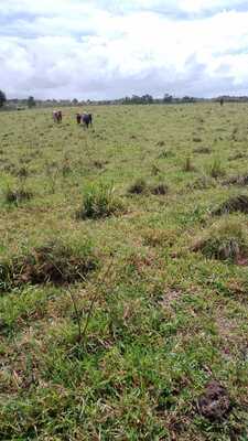Finca en autovía carretera de Samaná, Monte Plata de 26412 mts² - Imagen 3