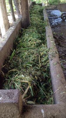 Finca en Batey Guanuma, Santo Domingo Norte de  62,880 mts² - Imagen 5