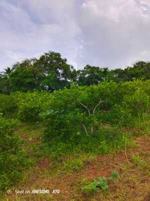 Finca en El Deán, Monte Plata de 33958 mts² - Imagen 2