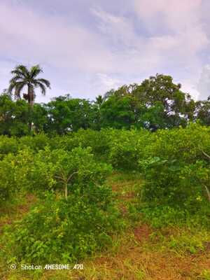 Finca en El Deán, Monte Plata de 33958 mts² - Imagen 3