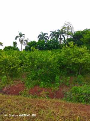 Finca en El Deán, Monte Plata de 33958 mts² - Imagen 5