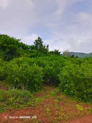 Finca en El Deán, Monte Plata de 33958 mts² - Imagen 6