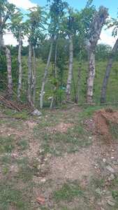 Imagen de Finca