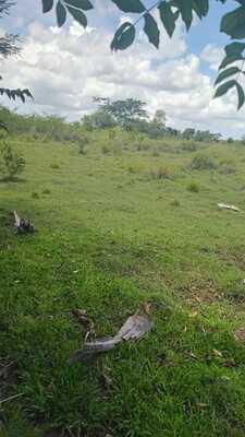 Finca en Centro Del Pueblo, Los Llanos de 711801 mts² - Imagen 3