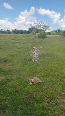 Finca en Centro Del Pueblo, Los Llanos de 711801 mts² - Imagen 5