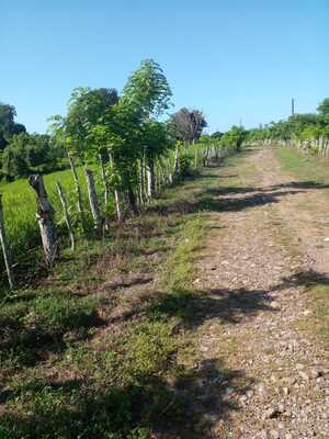 Finca en Agua Buena, Bayaguana de 900 mts² - Imagen 3