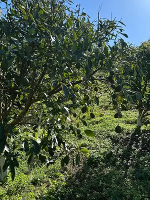 Finca en Buena Vista, Barahona de 69625 mts² con mantenimiento incluido - Imagen 4