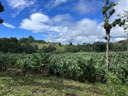 Finca en Buena Vista, Barahona de 69625 mts² con mantenimiento incluido - Imagen 6